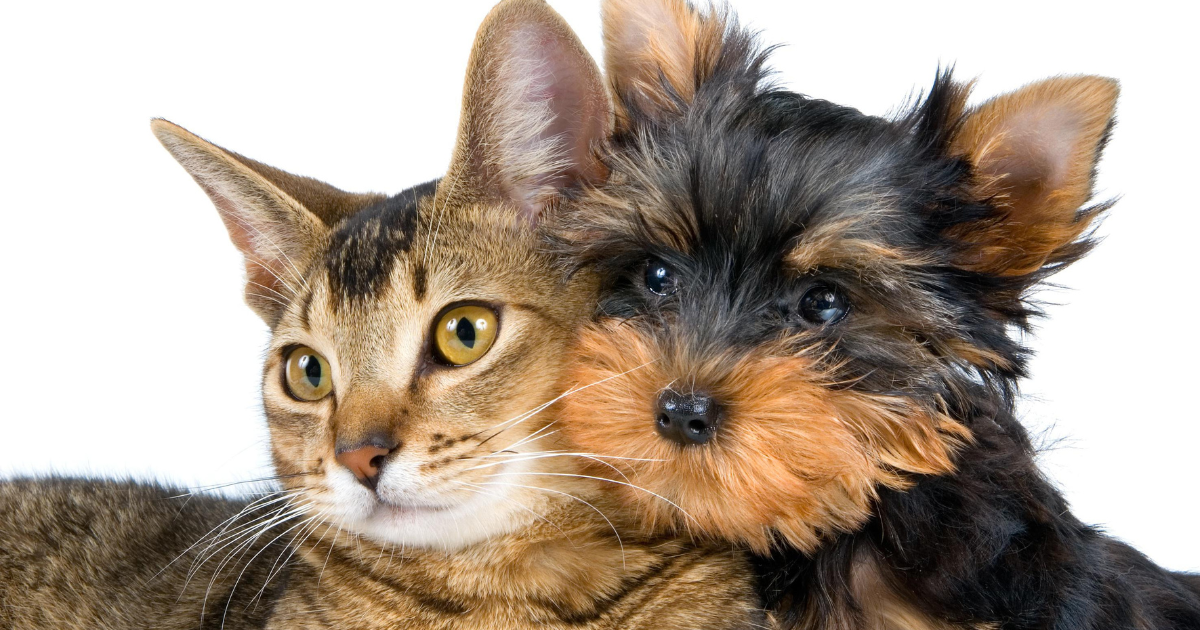 Pets Edition: What Your Cat or Dog Would Say in 'Who's Most Likely To'